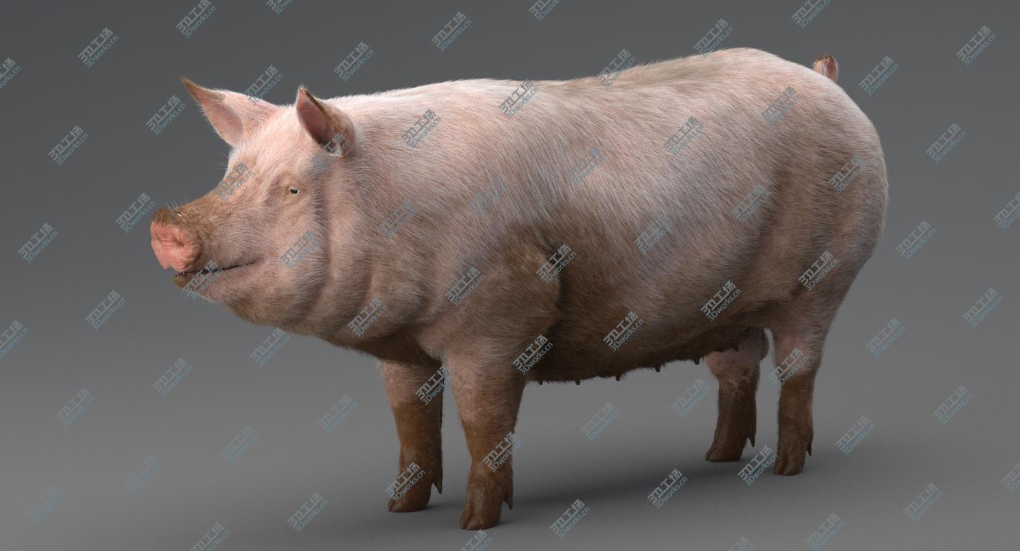 images/goods_img/2021040161/Pig 3D model/1.jpg